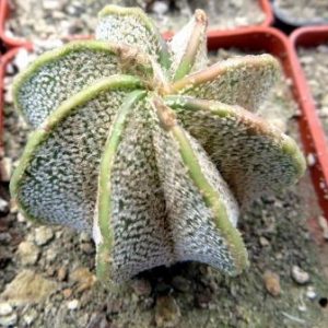 astrophytum niveum