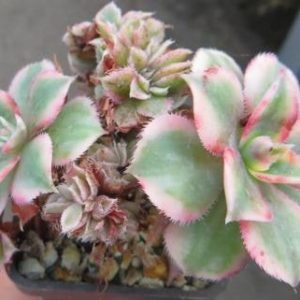 aeonium sunburst cristata