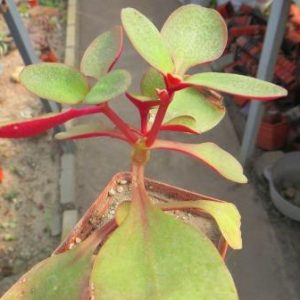crassula streyi