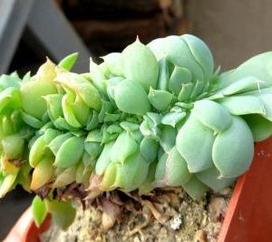 echeveria cristata
