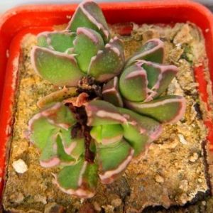 1493.9 MG faucaria bosscheana