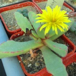 carruanthus peersii