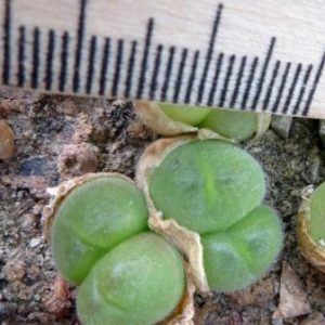 gibbaeum pilosusulum волосатое тельце