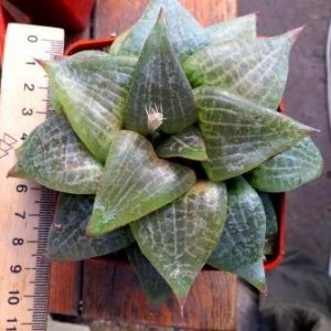 haworthia comptoniana Japan