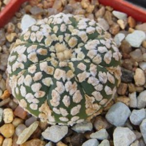 astrophytum asterias super kabuto