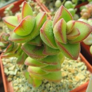 crassula species