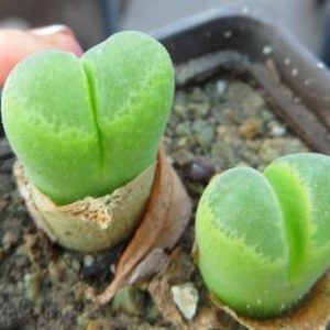 1798.3 opalmophyllum SB 1066