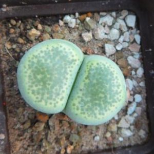 lithops terricolor green Santpoort