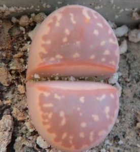 lithops olivacea c 162