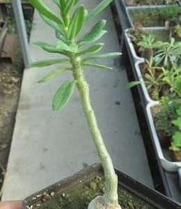 pachypodium succulentum