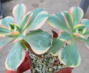 aeonium sunburst