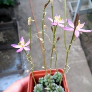 anacampseros baeseckei