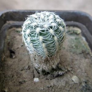 gymnocalicium bruchii