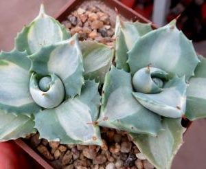 Agave isthmensis ‘Ohi Raijin Shiro Nakafu