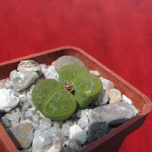 Lithops lesliei Albinica