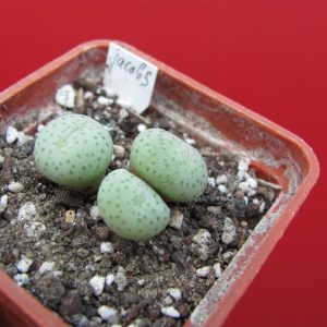 Conophytum jacobsenianum