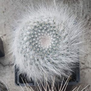 Mammillaria hahniana -s