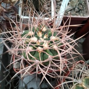 Gymnocalycium  nidulans LF19 -seeds-семена-