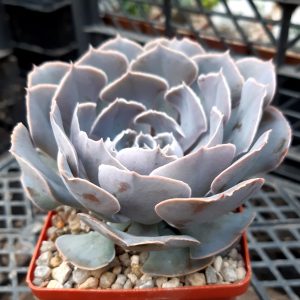 Echeveria shaviana