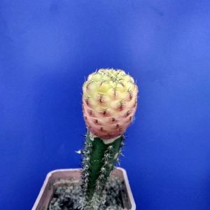 Sulcorebutia Raushi ( variegata)