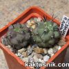 Copiapoa dealbata -Puento Totoral-