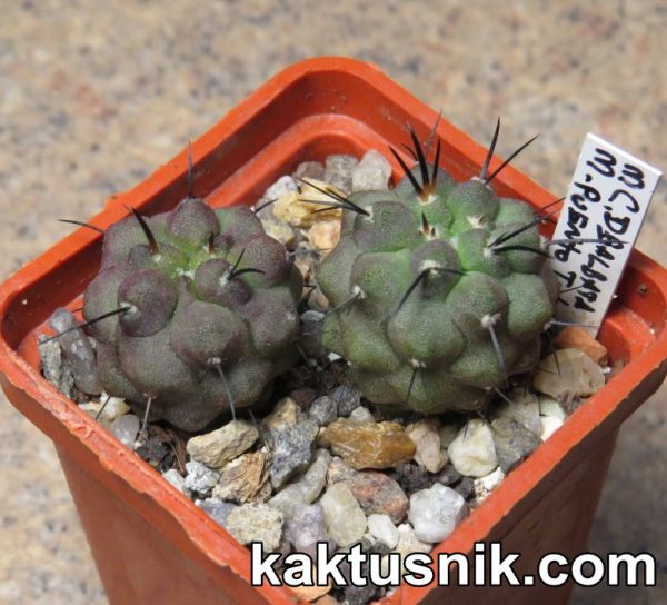 Copiapoa dealbata -Puento Totoral-