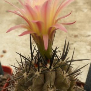 Neochilenia hapina v. spinosior -Koehres-seeds- cемена- s