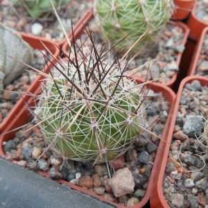 Telocactus lausseri