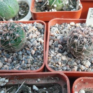 Gymnocalycium paeschlii - v. dolezalii P 192 - MG