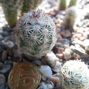 Echinocereus adustus - Chihuahua - GK -