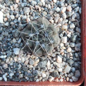 Gymnocalycium chubutense WR 128-182  - Halbinsel Valdez - K. flach, antrazit - MG -