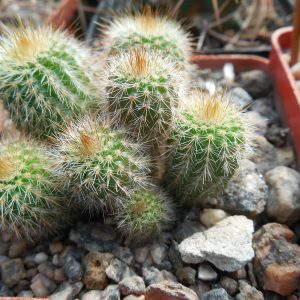 Eriocactus leninghausii - f.minima