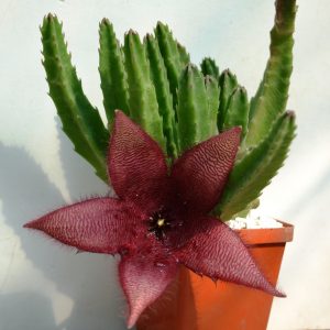 Stapelia grandiflora