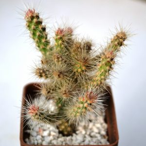Opuntia spinosior