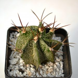 Astrophytum ornatum