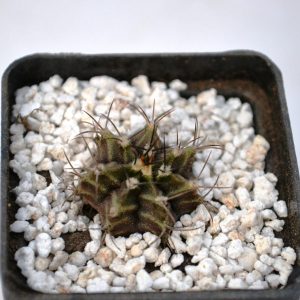 Gymnocalycium friedrichii