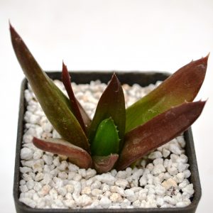 Aloe cv. «black gem»