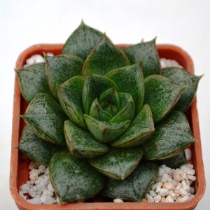Echeveria purpusorum