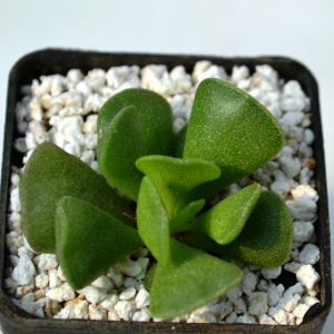 Adromischus cristatus