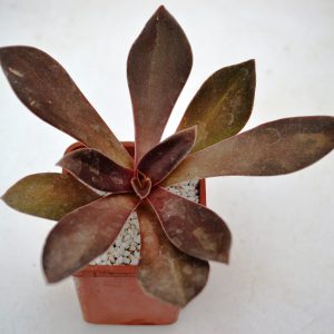 Echeveria 'Brown Sugar'