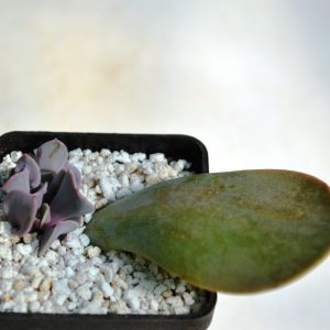 Echeveria " Trumpet Premium"