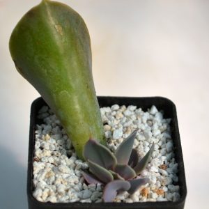 Echeveria " Trumpet Premium"
