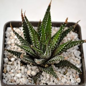 Haworthia attenuata var. clariperla