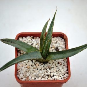 Agave victoriae-reginae