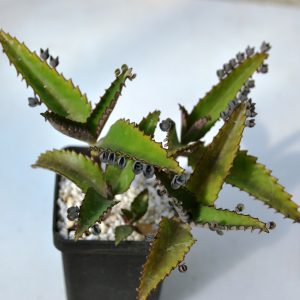 Kalanchoe bryophyllum