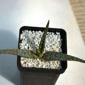 Aloe cv. Christmas Carol - hybr.