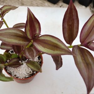 Tradescantia