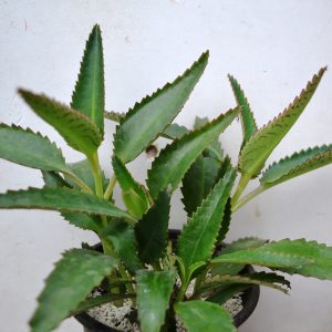 Kalanchoe bryophyllum