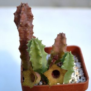 Huernia thuretii