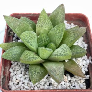 Haworthia turgida